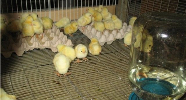 Jak a čím krmit vylíhlá mláďata?